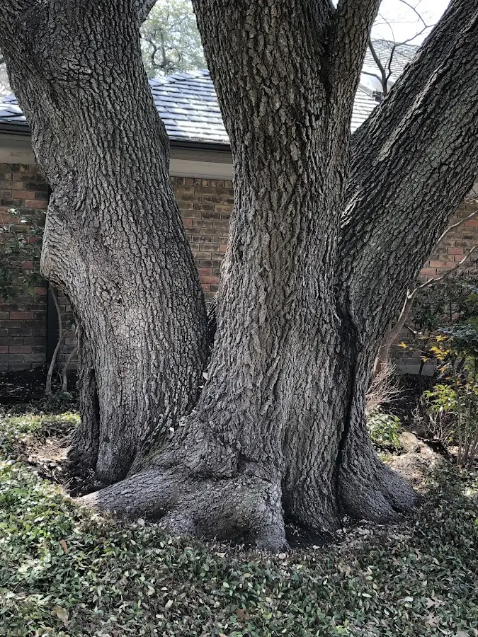 Mature heritage tree close to a Riverdale property cared for by certified arborists